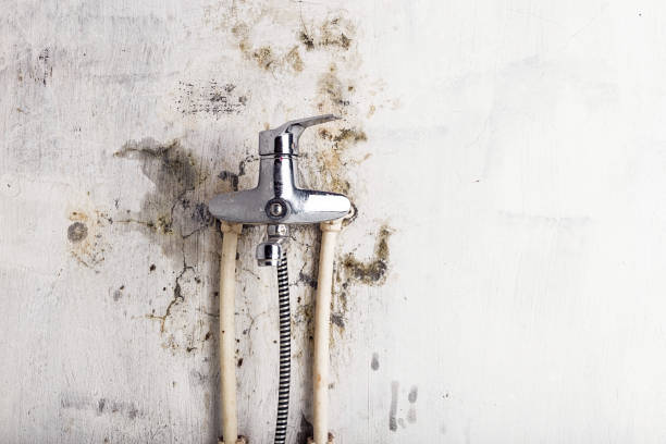 Best Mold Removal Company Near Me  in West Haverstraw, NY