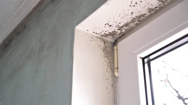 Mold Removal and Inspection in West Haverstraw, NY