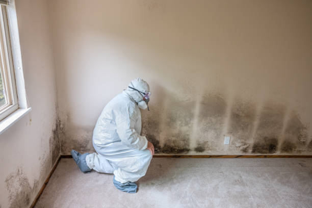 Professional Mold Removal in West Haverstraw, NY