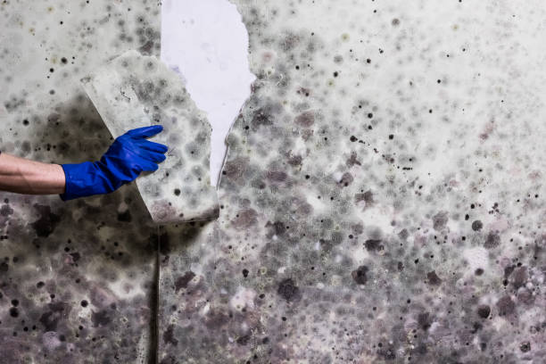 Best Crawl Space Mold Removal  in West Haverstraw, NY